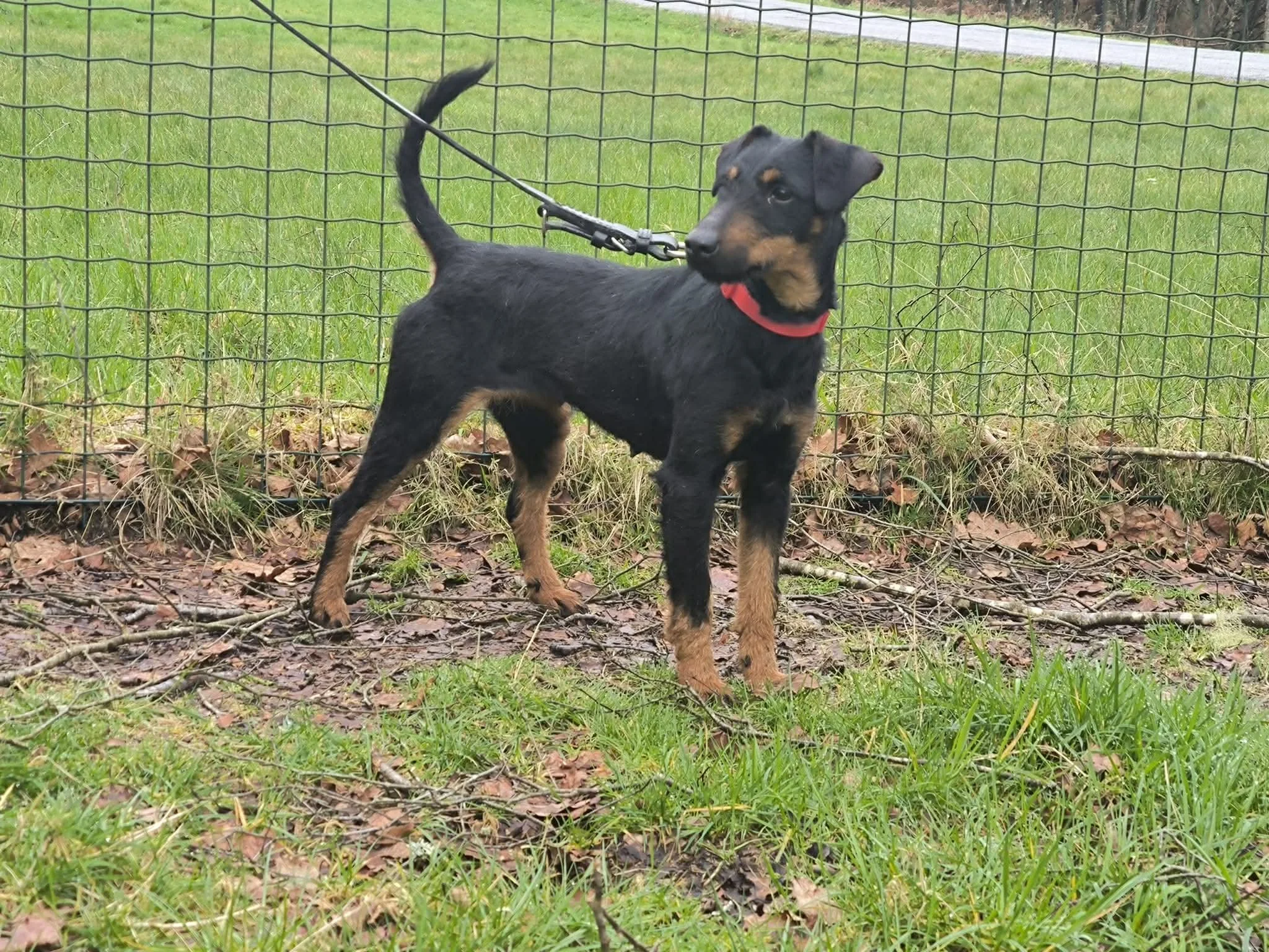 Adopte un perro Lugo-perros en adopcion Galicia-adoptar perro Galicia-Adopte un perro Lugo-perros en adopcion Lugo-Adoptar perro Lugo-Protectora en Xermade Lugo Galicia3.jpg