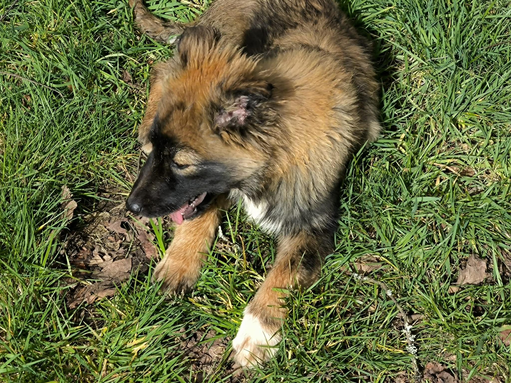 Cachorros de pastor belga disponibles para adoptar en Lugo, Galicia-Adopte un perro-perros de refugio-adopte un perro Lugo-adoptar  perro Galicia-perros en adopción galicia