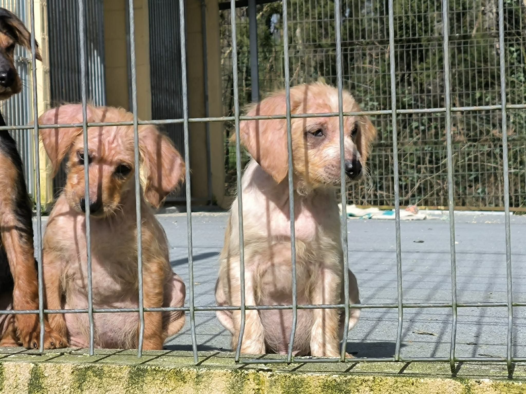 Cachorros disponibles para adopción-Adopta un cachorro-Adopte un perro Lugo-perros en adopcion Galicia-adoptar perro Galicia-Adopte un perro Lugo-perros en adopcion Lugo-Adoptar perro Lugo