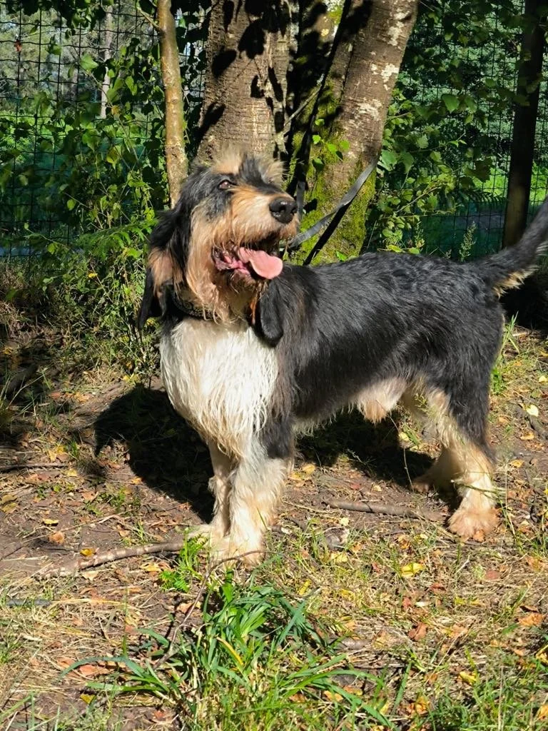 Foto de Rus, un perro grifón disponible para adopción en Animals Help, Protectora de Xermade, en Lugo, Galicia. Adopta un perro, ayuda a los perros abandonados.