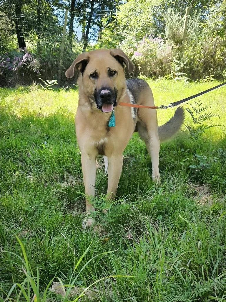 Aron-Adopta un mastín español-Adopta un perro de Lugo, Galicia: ayuda a los perros callejeros, perros en adopción, adopta un perro, Protectora de Xermade, Animals Help9.jpeg