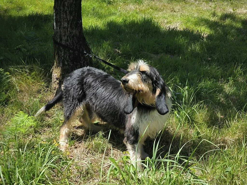 Foto de Rus, un perro grifón disponible para adopción en Animals Help, Protectora de Xermade, en Lugo, Galicia. Adopta un perro, ayuda a los perros abandonados.