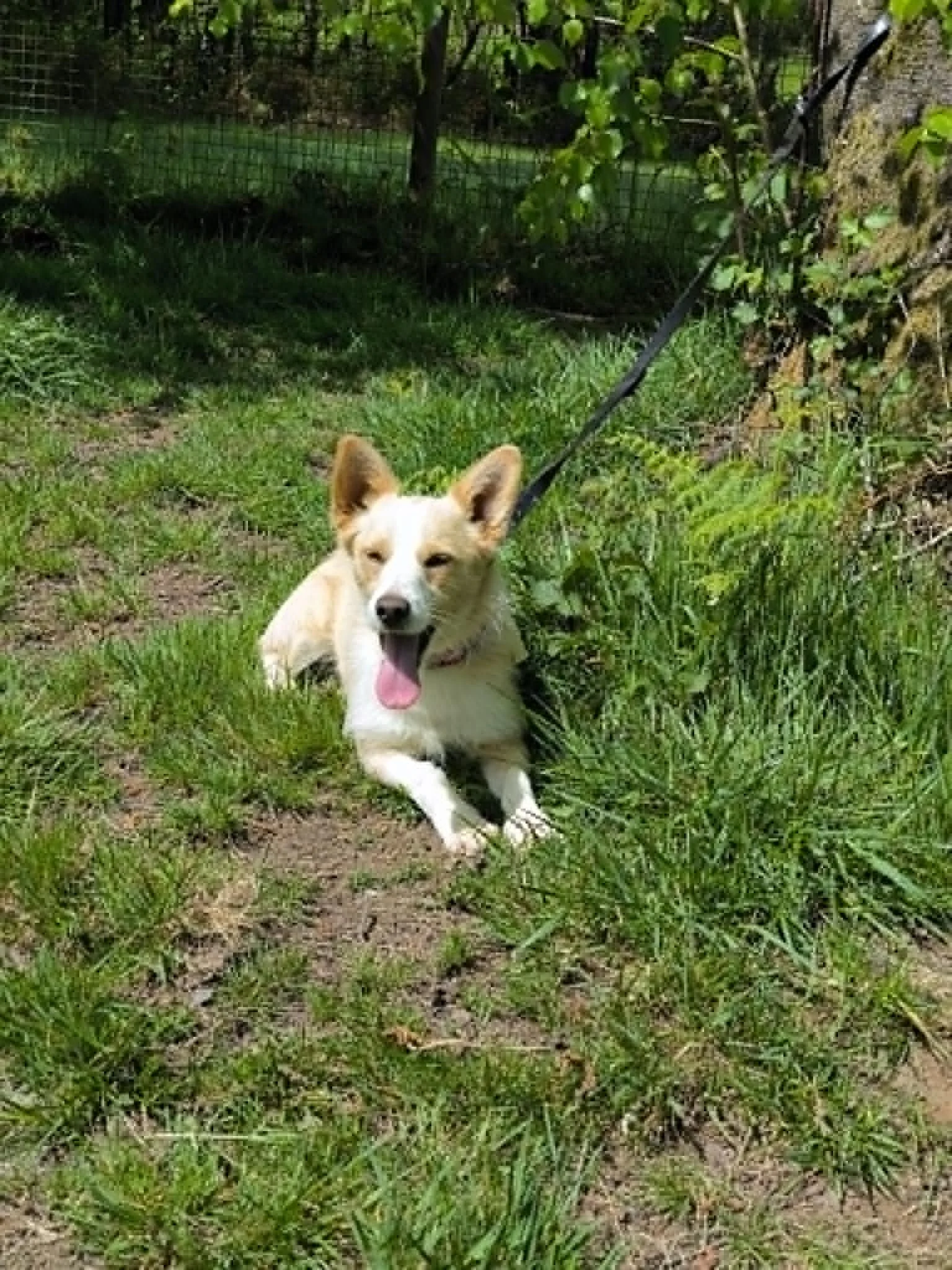 Teddy-adoptar un perro pequeño Lugo-perros en adopcion Lugo-adopte un perro lugo-Adoptar perro lugo-perros en adopcion Galicia-adoptar perro Galicia-Adopte un perro Lugo-Perros de refugio8.jpg