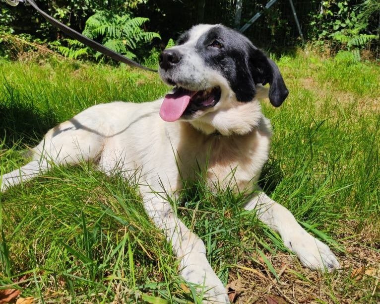 Foto de Gael, un perro de 6 años disponible para adopción en Animals Help, Protectora de Xermade, en Lugo, Galicia. Adopta un perro, ayuda a que los perros se queden en España.