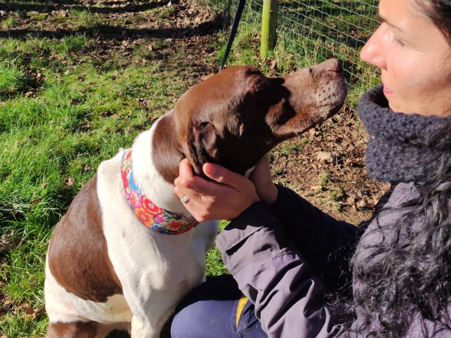 Claus-perros+en+adopcion+Lugo-perros+en+adopcion+galicia-adoptar+perro+Galicia-perros+de+refugio-perros+en+adopcion+Lugo+Xermade-adoptar+perro+Galicia-peros+callejeros6.jpg