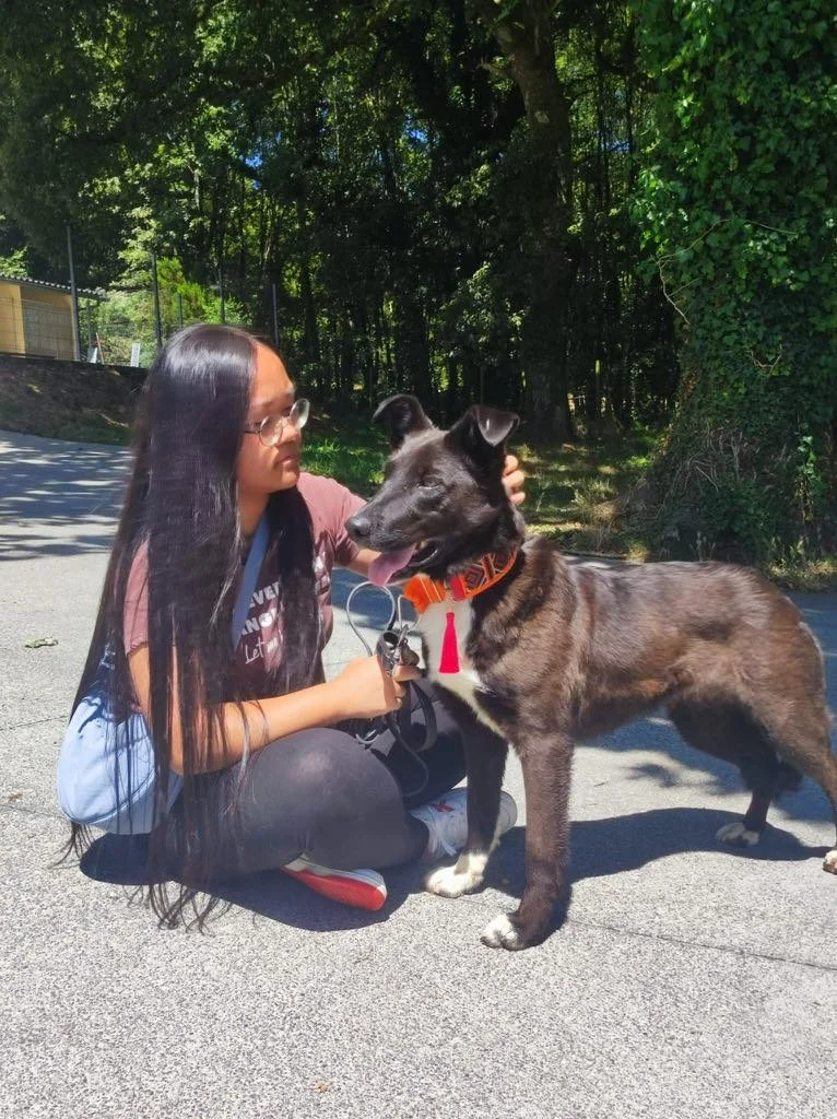 Foto de Daneris, un perro blanco y negro de 3 años disponible para adopción en Animals Help, Protectora de Xermade, en Lugo, Galicia. Adopta un perro, ayuda a que los perros se queden en España.