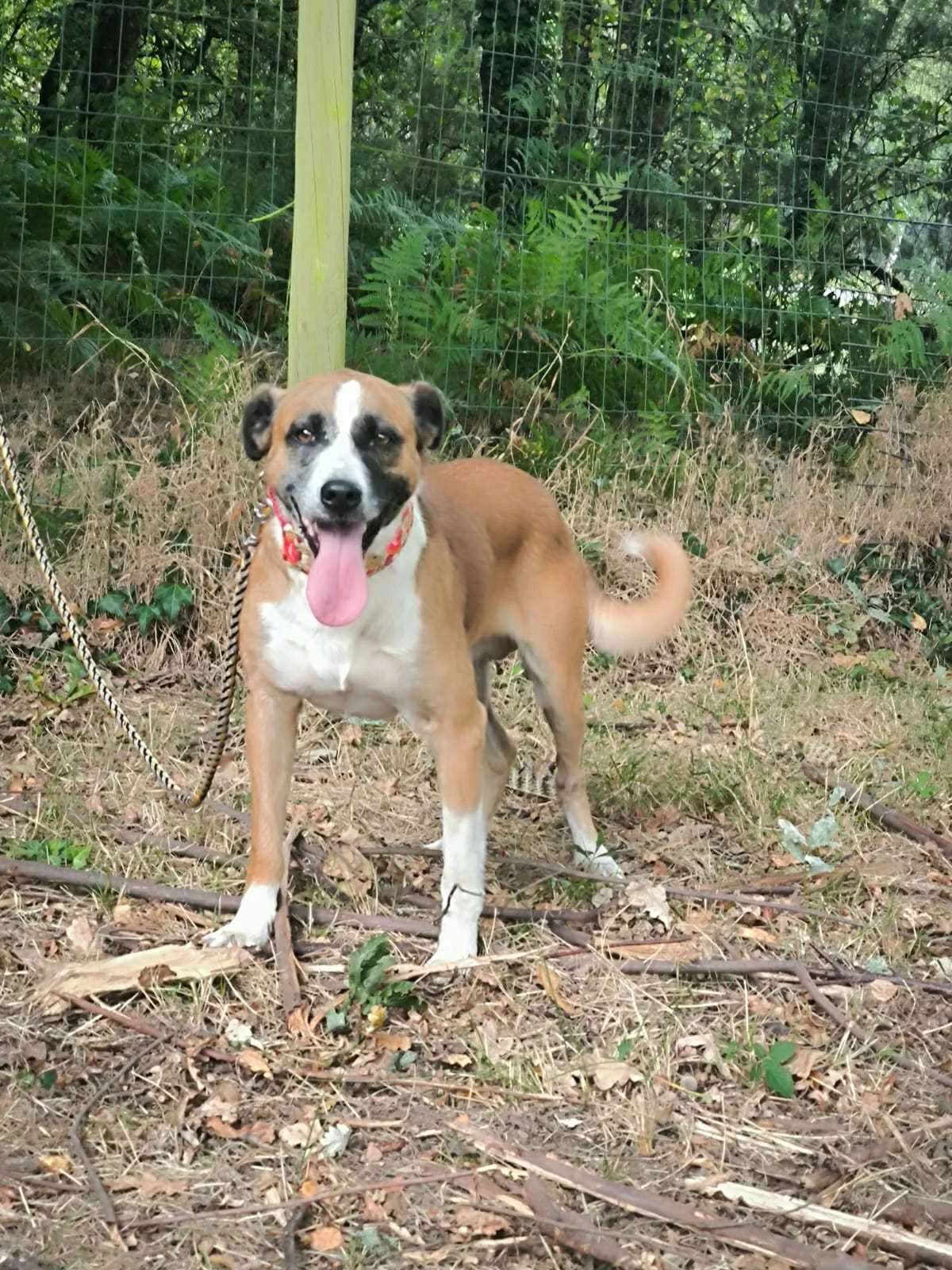 Puk-Adopta un perro-Adopta un perro de Lugo, Galicia-Ayuda a los perros callejeros, perros en adopción, adopta un perro, Protectora de Xermade, Animals Help