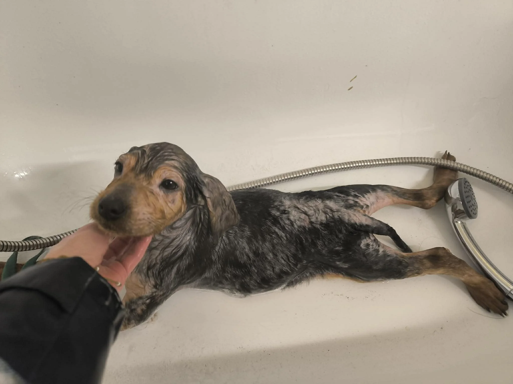 Cachorros disponibles para adopción-Adopta un cachorro-Adopte un perro Lugo-perros en adopcion Galicia-adoptar perro Galicia-Adopte un perro Lugo-perros en adopcion Lugo-Adoptar perro Lugo