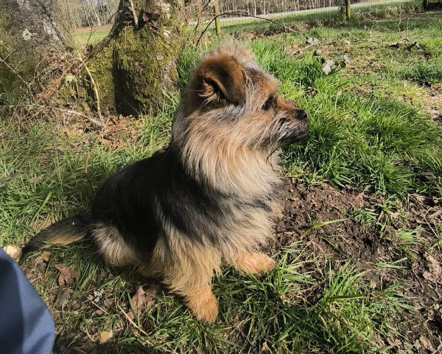 Adopta un perro pequeño en Galicia - adoptar un perro en Lugo - adopte un perro- perros en adopción - perros en adopción en Galicia - perros de refugio