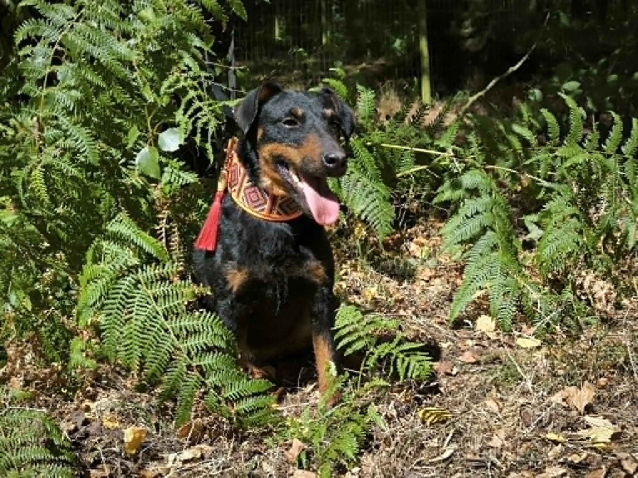 Alondra-adoptar perro Galicia-perros en adopcion Lugo Galicia-Adoptar perro-Protectora de Xermade 3.jpg