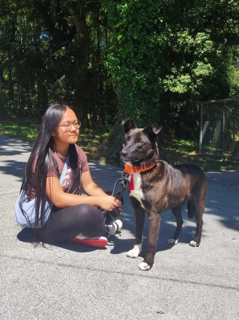 Foto de Daneris, un perro blanco y negro de 3 años disponible para adopción en Animals Help, Protectora de Xermade, en Lugo, Galicia. Adopta un perro, ayuda a que los perros se queden en España.