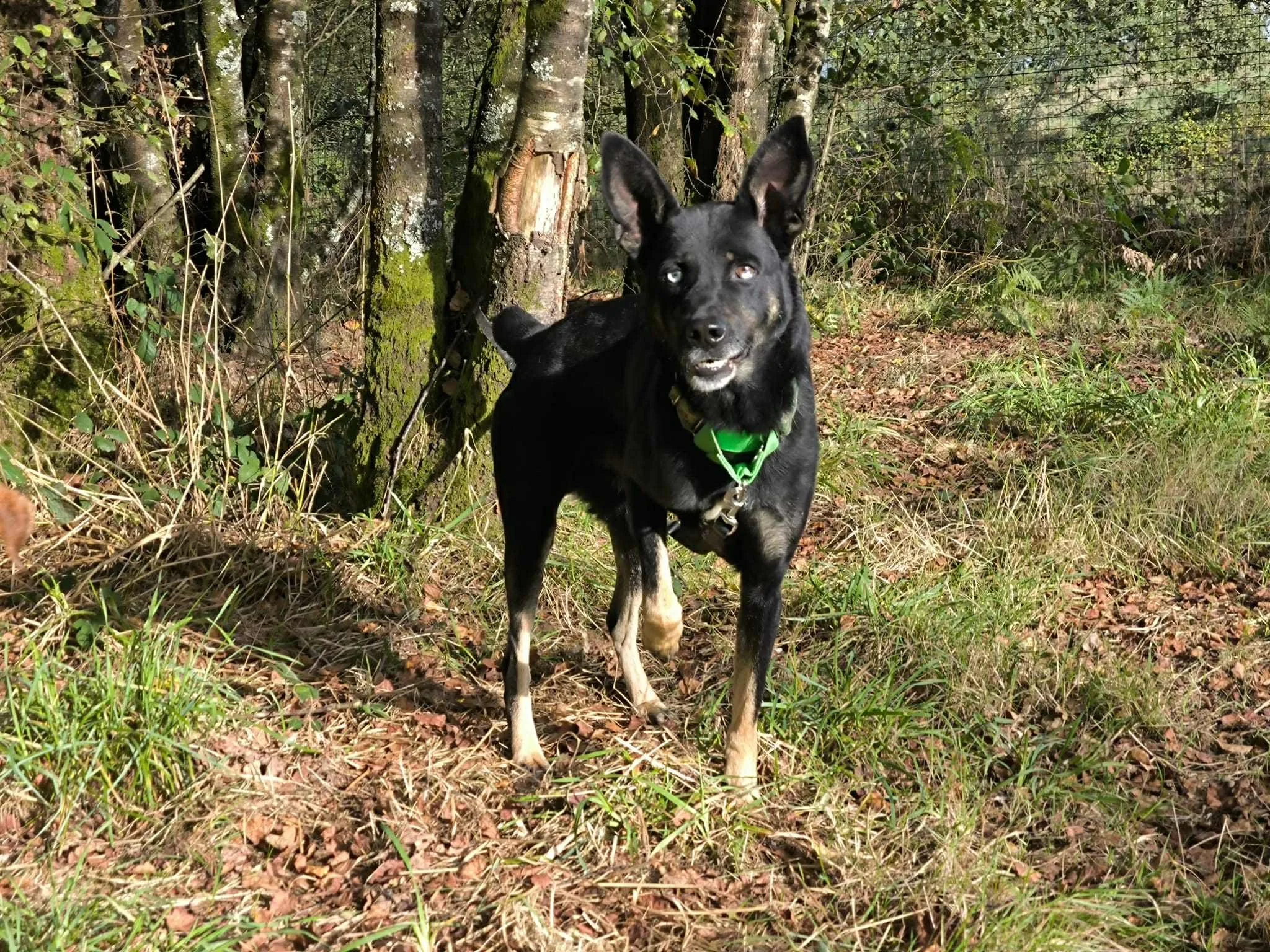 Foto de Lorca, un perro negro disponible para adopción en Galicia, España-adopción perros galicia-adopciones perros Lugo galicia, adoptar perro lugo