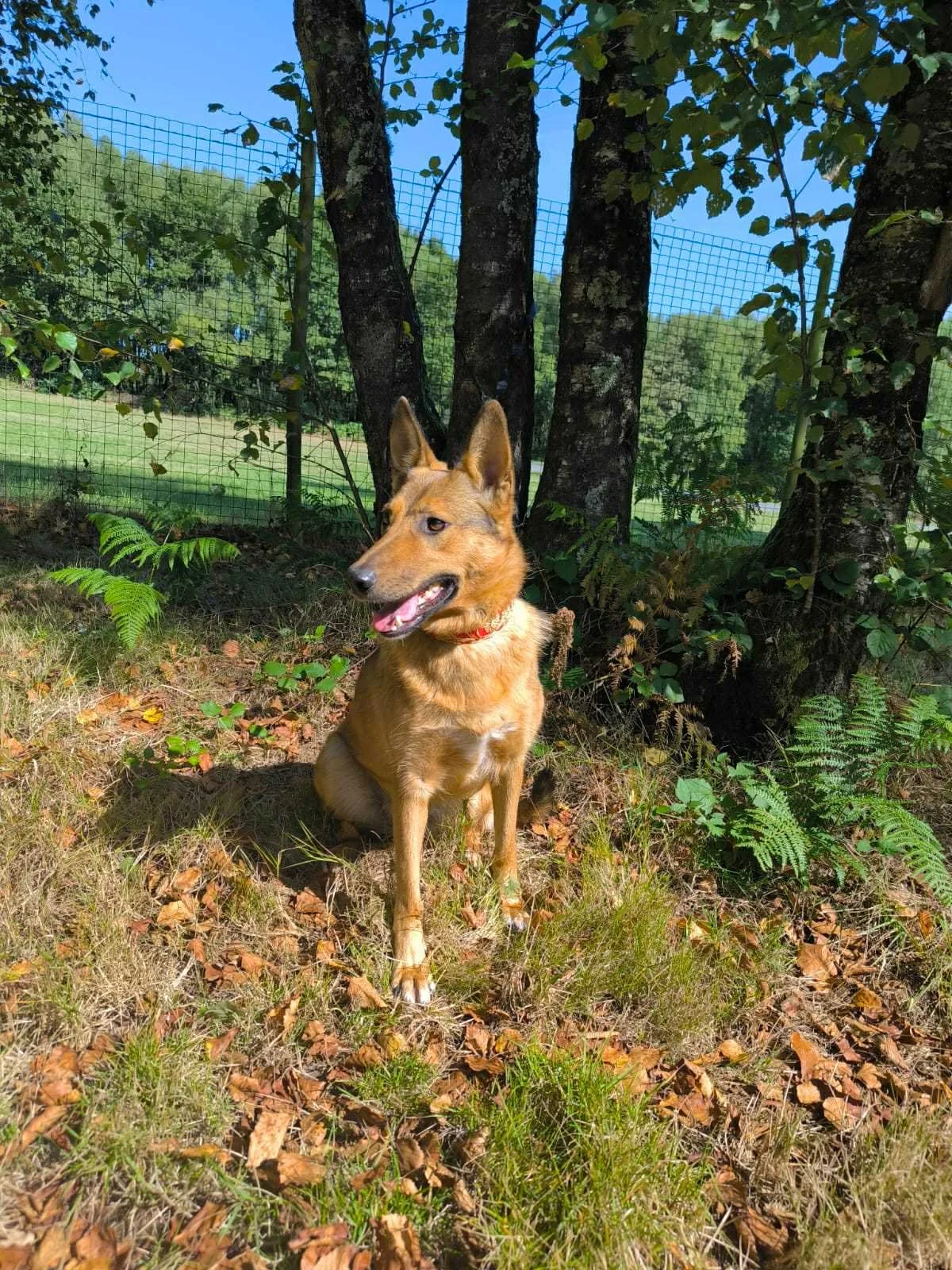 Pantera-Adoptar un perro-Adopta un perro-Adopta un perro de Lugo, Galicia-Ayuda a los perros callejeros, perros en adopción Lugo, adopciones perros Galicia, Protectora de Xermade, Animals Help4.jpeg
