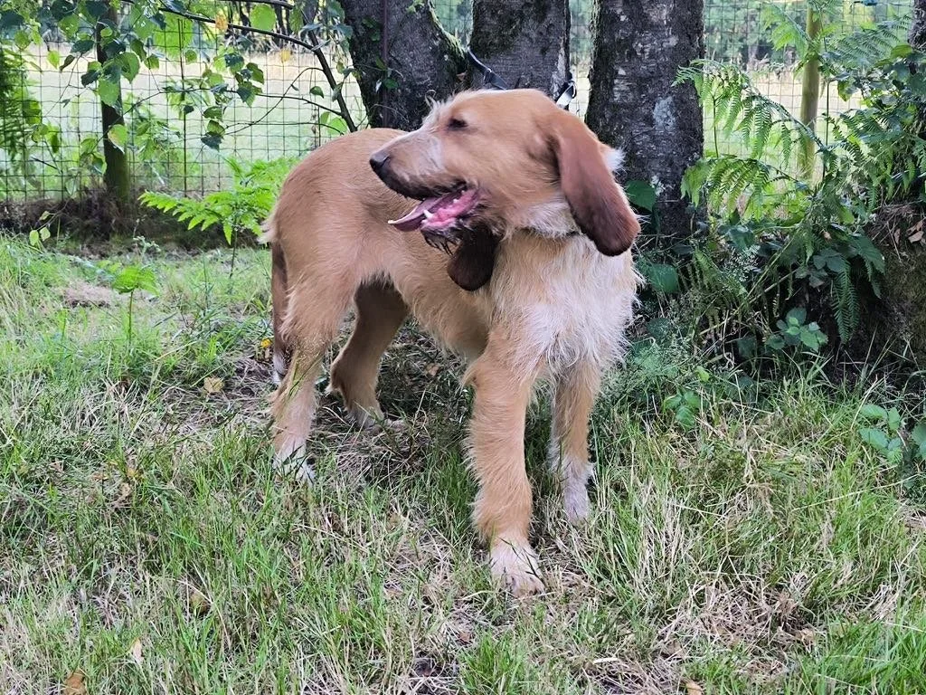 Foto de Nina, una perra grifón de 5 años disponible para adopción en Animals Help, Protectora de Xermade, en Lugo, Galicia. Adopta un perro, ayuda a que los perros se queden en España.