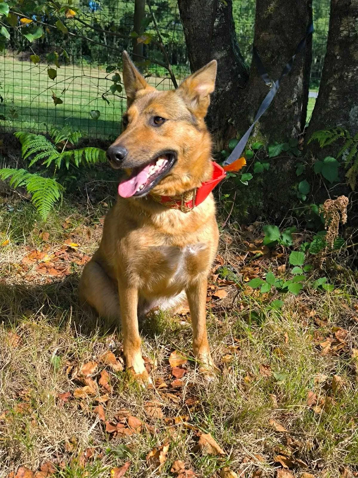 Pantera-Adoptar un perro-Adopta un perro-Adopta un perro de Lugo, Galicia-Ayuda a los perros callejeros, perros en adopción Lugo, adopciones perros Galicia, Protectora de Xermade, Animals Help1.jpeg