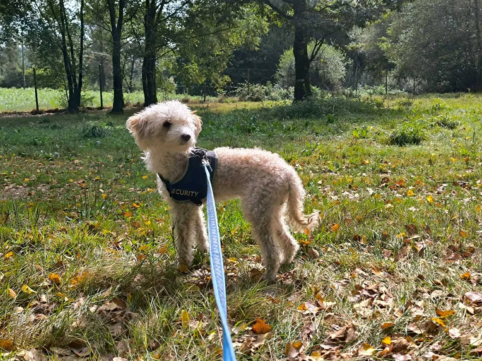 Goku-Adopta un perro mayor pequeño-Adopta un perro-Adopta un perro de Lugo, Galicia-Ayuda a los perros callejeros, perros en adopción, adopta un perro, Protectora de Xermade, Animals Help3.jpeg