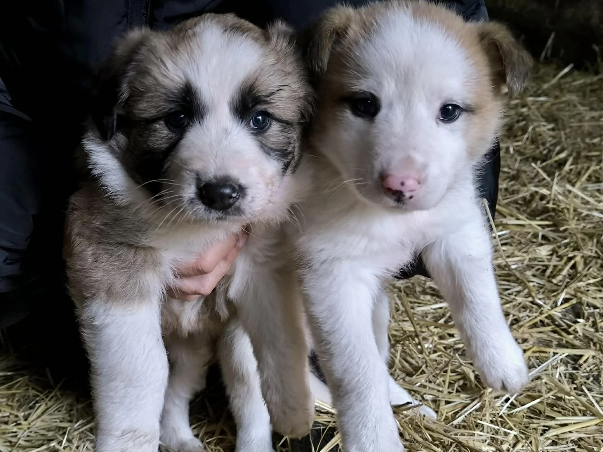 Fotografía de preciosos cachorros mestizo de pastor disponibles para adopción en el refugio Animals Help en Lugo, Galicia.