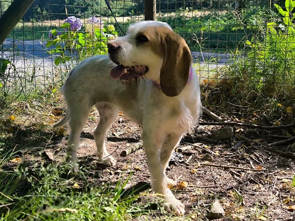 Lamparas-Adopta un sabueso-Adopta un perro de Lugo, Galicia-Ayuda a los perros callejeros, perros en adopción, adopta un perro, Protectora de Xermade, Animals Help11.jpeg