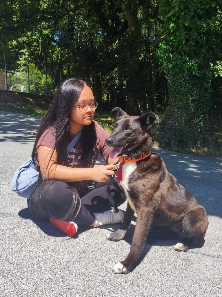Foto de Daneris, un perro blanco y negro de 3 años disponible para adopción en Animals Help, Protectora de Xermade, en Lugo, Galicia. Adopta un perro, ayuda a que los perros se queden en España.