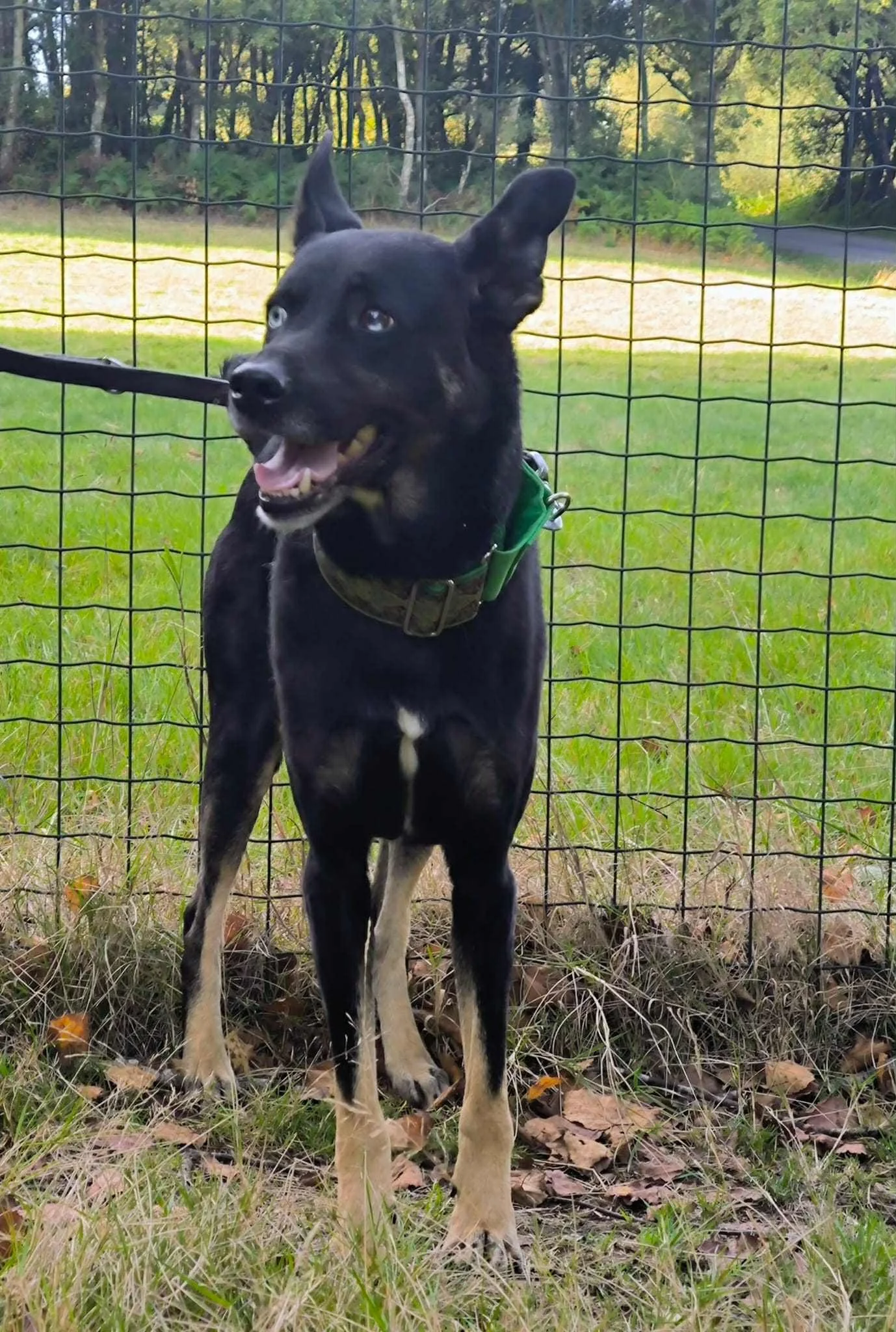Foto de Lorca, un perro negro disponible para adopción en Galicia, España-adopción perros galicia-adopciones perros Lugo galicia, adoptar perro lugo
