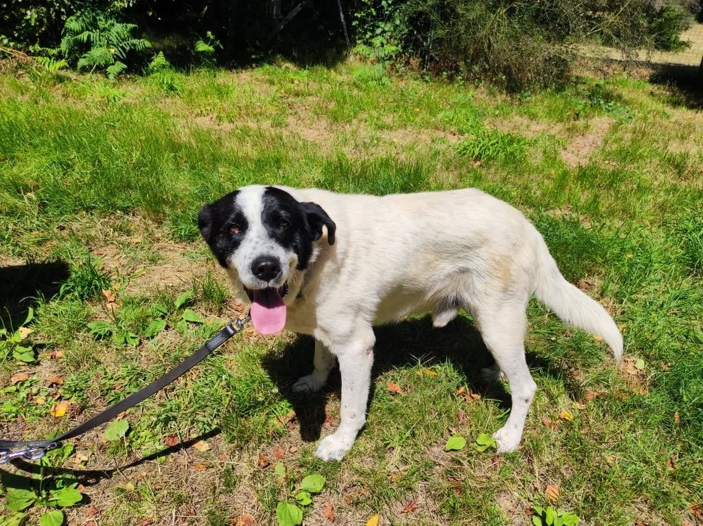 Foto de Gael, un perro de 6 años disponible para adopción en Animals Help, Protectora de Xermade, en Lugo, Galicia. Adopta un perro, ayuda a que los perros se queden en España.