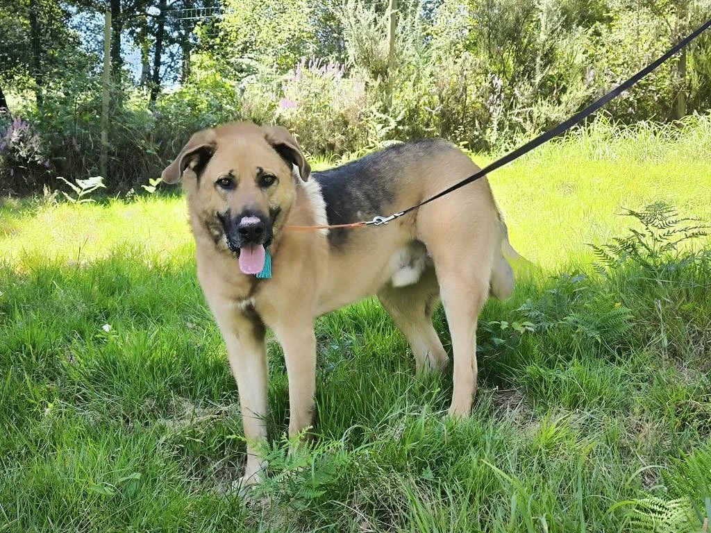 Aron-Adopta un mastín español-Adopta un perro de Lugo, Galicia: ayuda a los perros callejeros, perros en adopción, adopta un perro, Protectora de Xermade, Animals Help6.jpeg