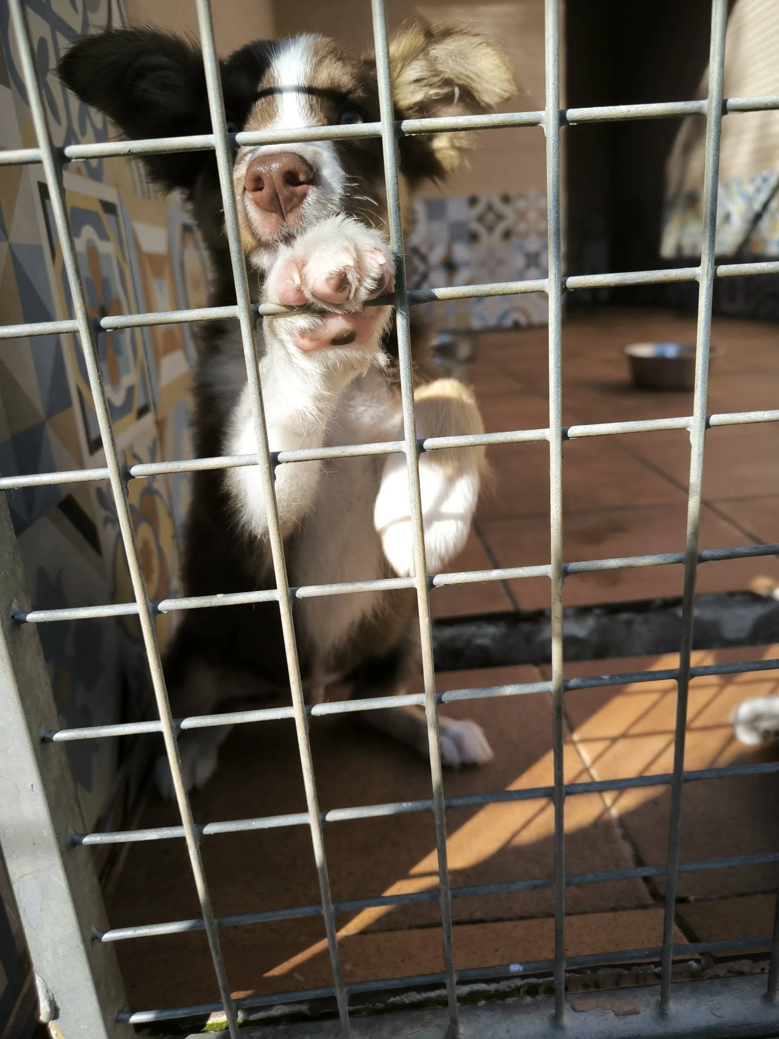 Cachorros de Border Collie en adopción en Lugo, Galicia: adopta un cachorro de un refugio del norte de España.-2.jpeg