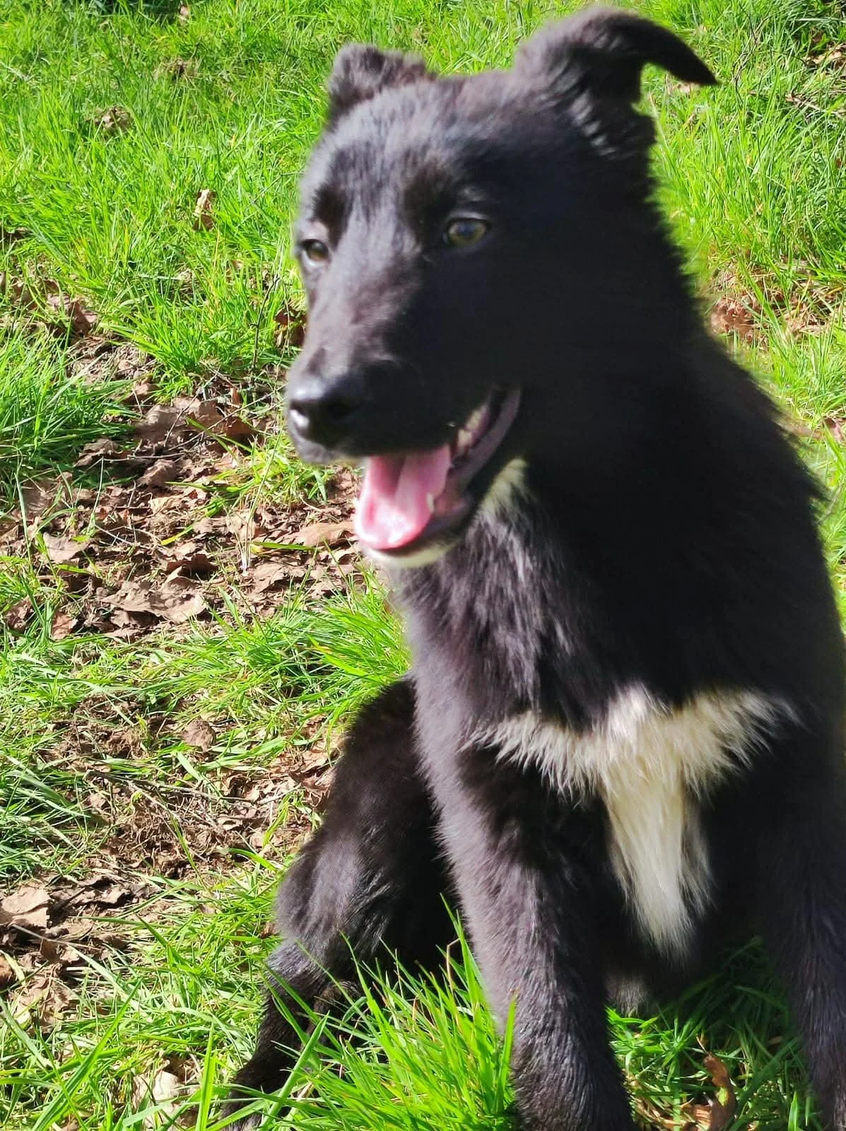Cachorros de pastor belga disponibles para adoptar en Lugo, Galicia-Adopte un perro-perros de refugio-adopte un perro Lugo-adoptar  perro Galicia-perros en adopción galicia