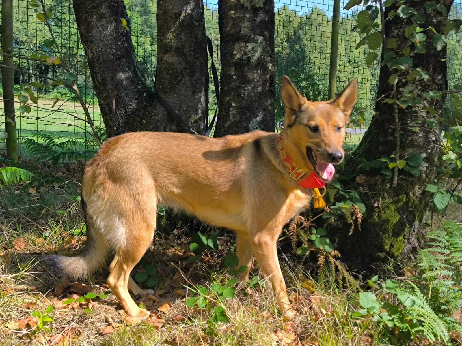 Pantera-Adoptar un perro-Adopta un perro-Adopta un perro de Lugo, Galicia-Ayuda a los perros callejeros, perros en adopción Lugo, adopciones perros Galicia, Protectora de Xermade, Animals Help2.jpeg