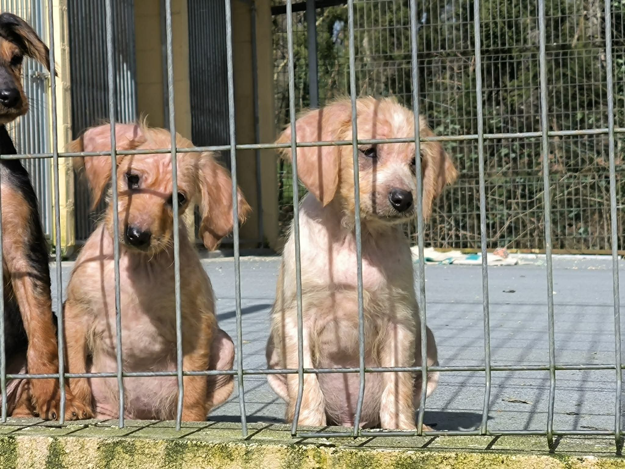 Cachorros disponibles para adopción-Adopta un cachorro-Adopte un perro Lugo-perros en adopcion Galicia-adoptar perro Galicia-Adopte un perro Lugo-perros en adopcion Lugo-Adoptar perro Lugo