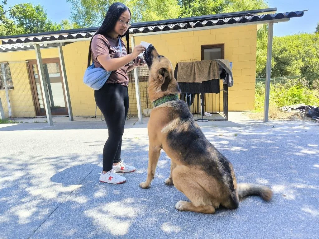 Aron-Adopta un mastín español-Adopta un perro de Lugo, Galicia: ayuda a los perros callejeros, perros en adopción, adopta un perro, Protectora de Xermade, Animals Help2.jpeg