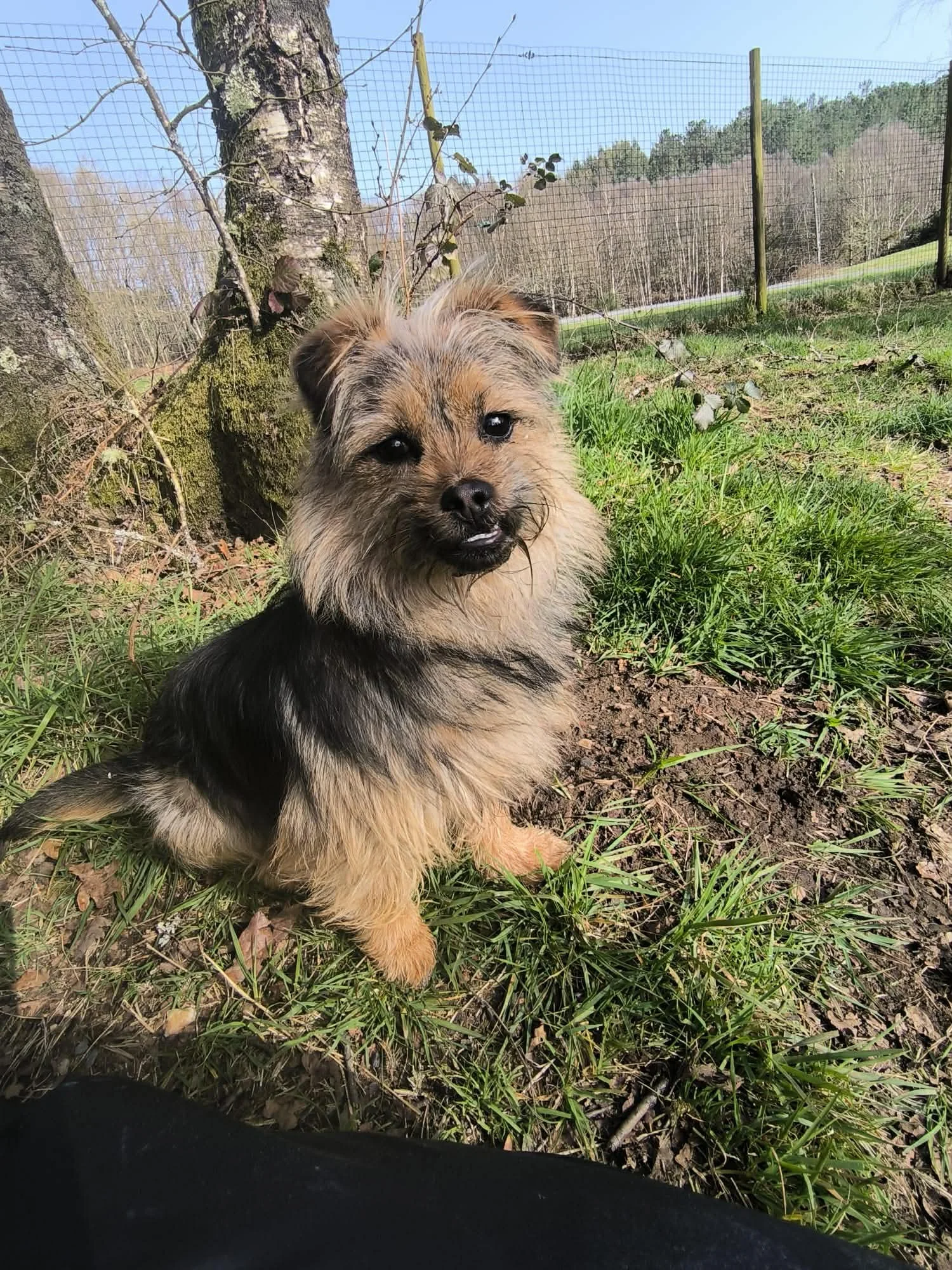 Adopta un perro pequeño en Galicia - adoptar un perro en Lugo - adopte un perro- perros en adopción - perros en adopción en Galicia - perros de refugio
