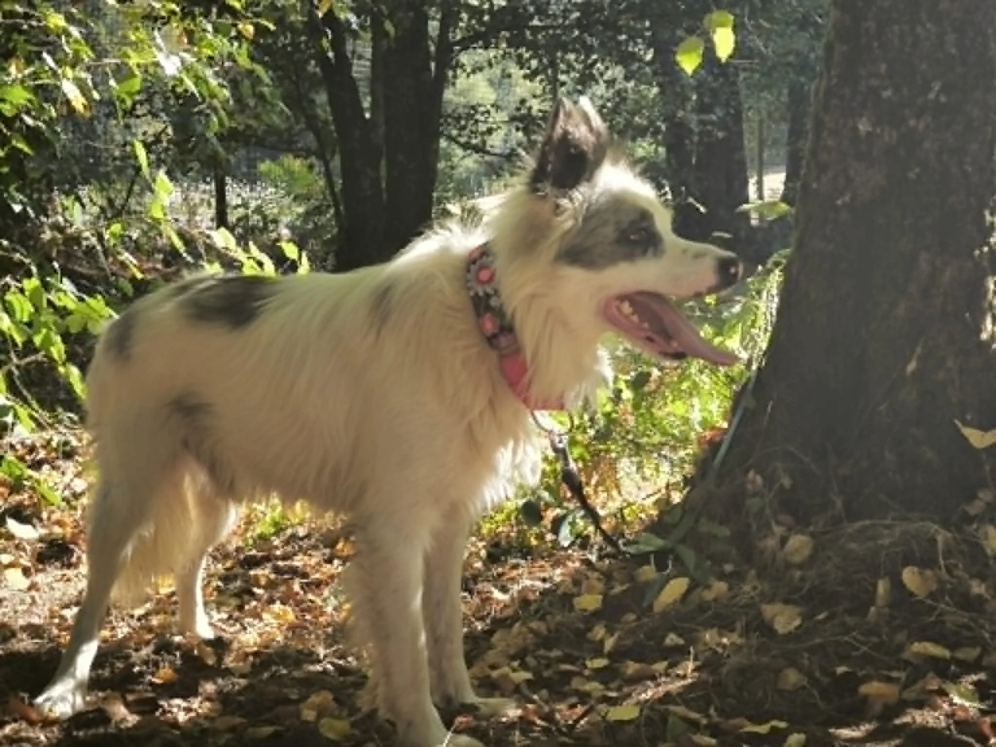 Bryan-adoptar perro Galicia-perros en adopcion Lugo Galicia-Adoptar perro-Protectora de Xermade-15.jpg