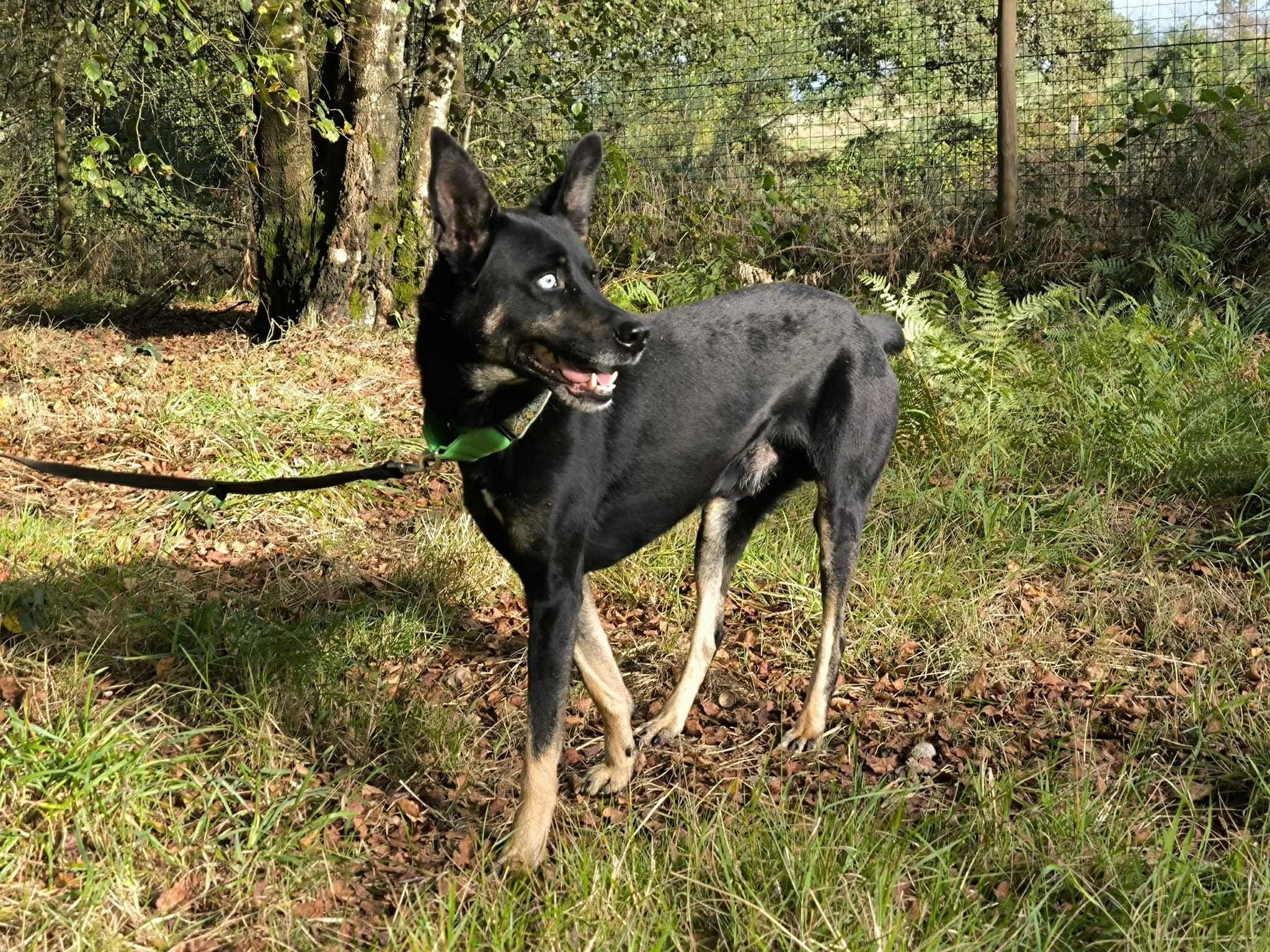 Foto de Lorca, un perro negro disponible para adopción en Galicia, España-adopción perros galicia-adopciones perros Lugo galicia, adoptar perro lugo