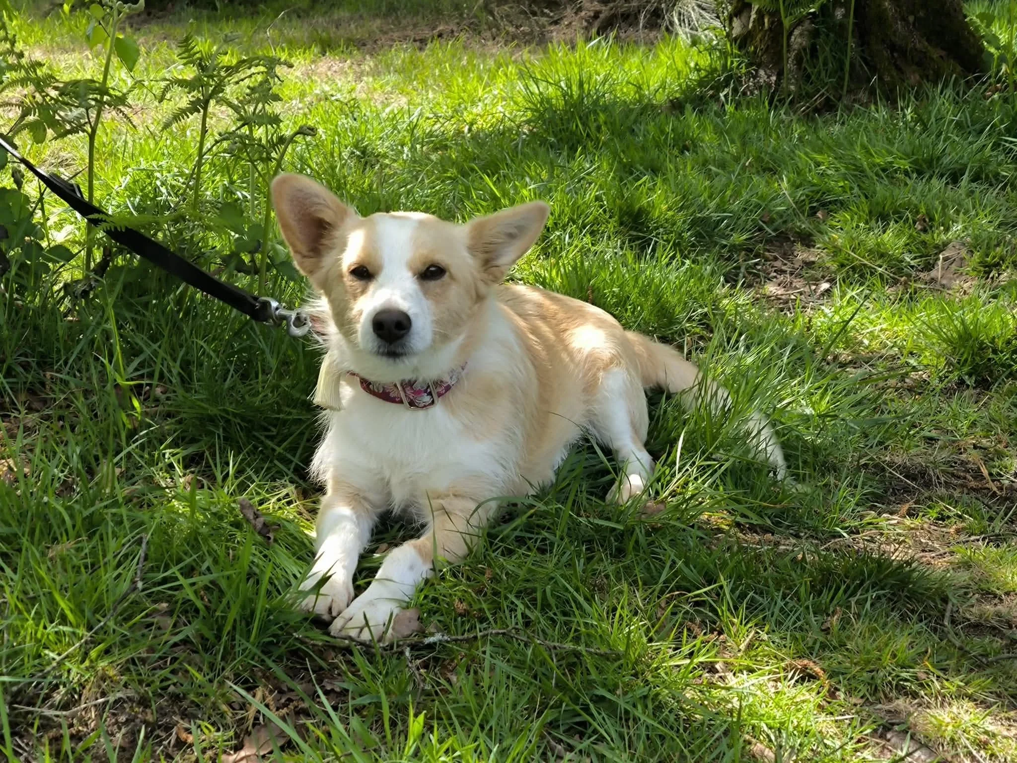 Teddy-adoptar un perro pequeño Lugo-perros en adopcion Lugo-adopte un perro lugo-Adoptar perro lugo-perros en adopcion Galicia-adoptar perro Galicia-Adopte un perro Lugo-Perros de refugio1.jpg
