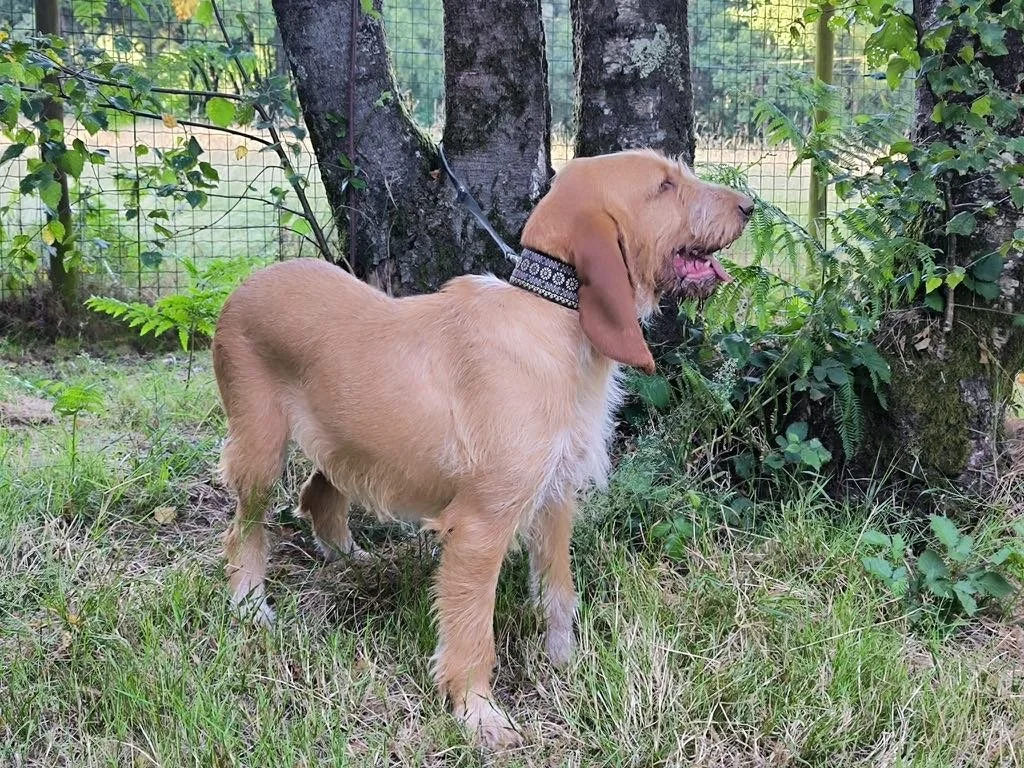 Foto de Nina, una perra grifón de 5 años disponible para adopción en Animals Help, Protectora de Xermade, en Lugo, Galicia. Adopta un perro, ayuda a que los perros se queden en España.