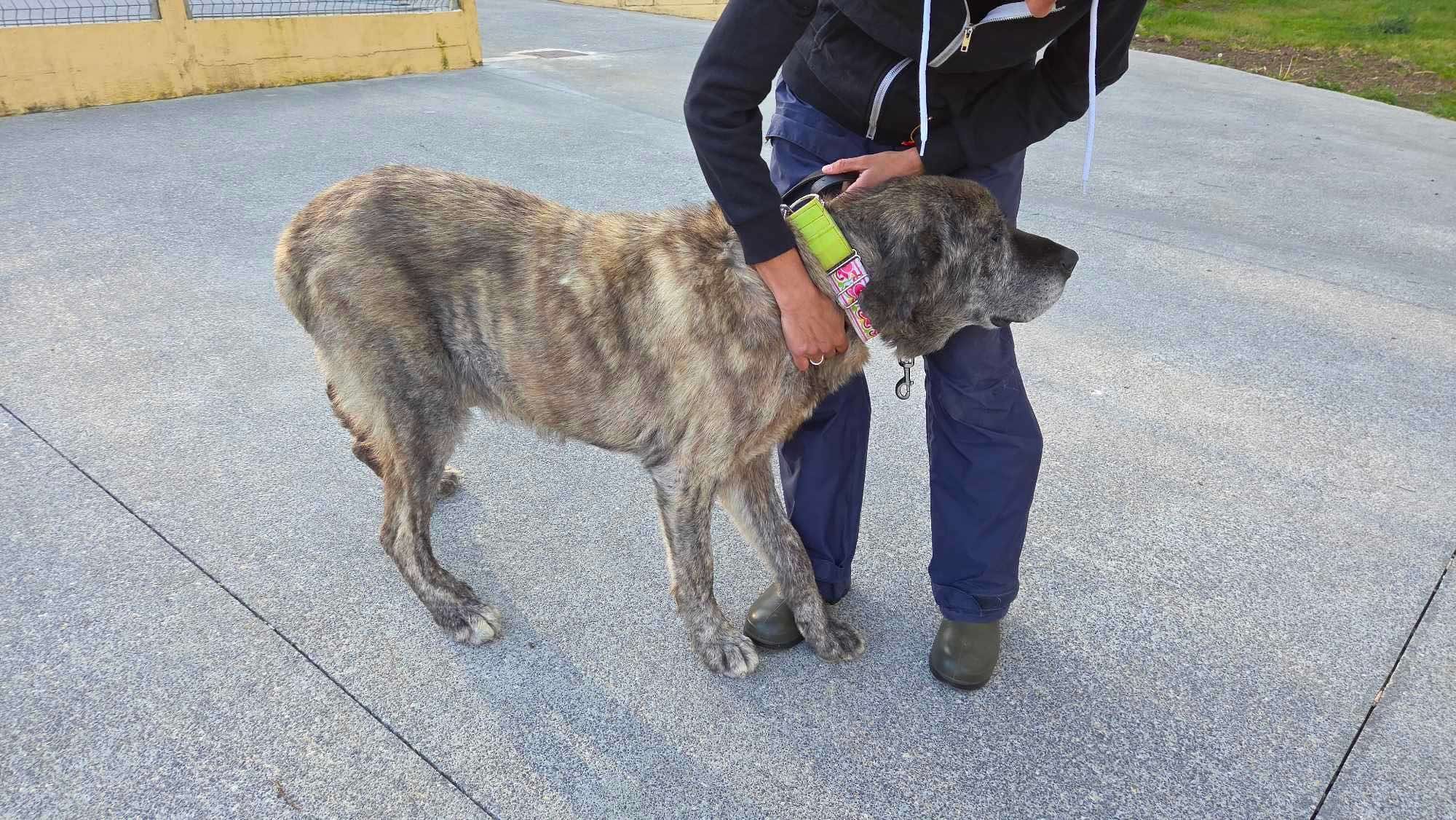 Foto de Apolo, un mastín español disponible para adopción en Animals Help, Protectora de Xermade, en Lugo, Galicia. Adopta un perro, ayuda a los perros abandonados.