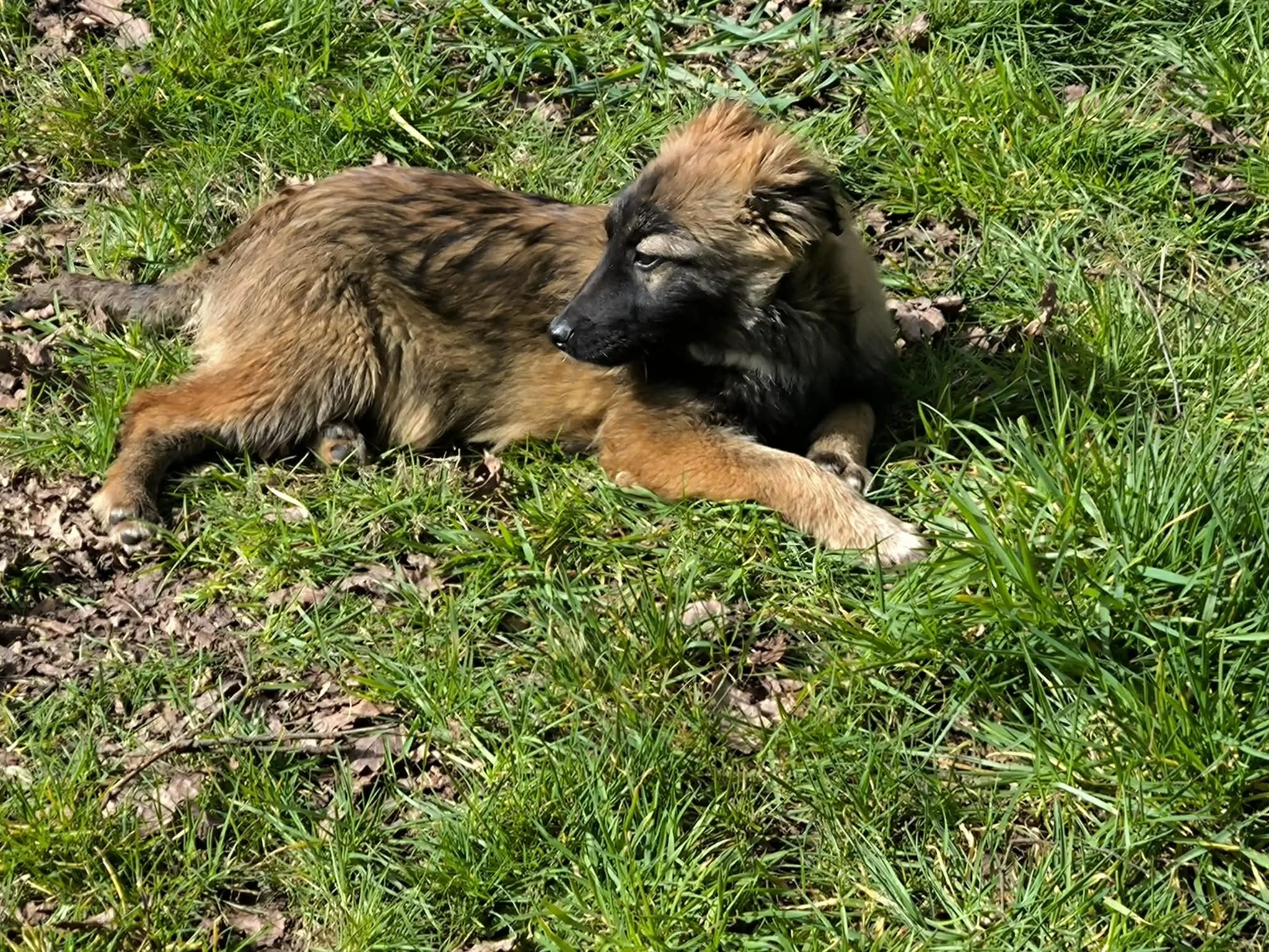 Cachorros de pastor belga disponibles para adoptar en Lugo, Galicia-Adopte un perro-perros de refugio-adopte un perro Lugo-adoptar  perro Galicia-perros en adopción galicia