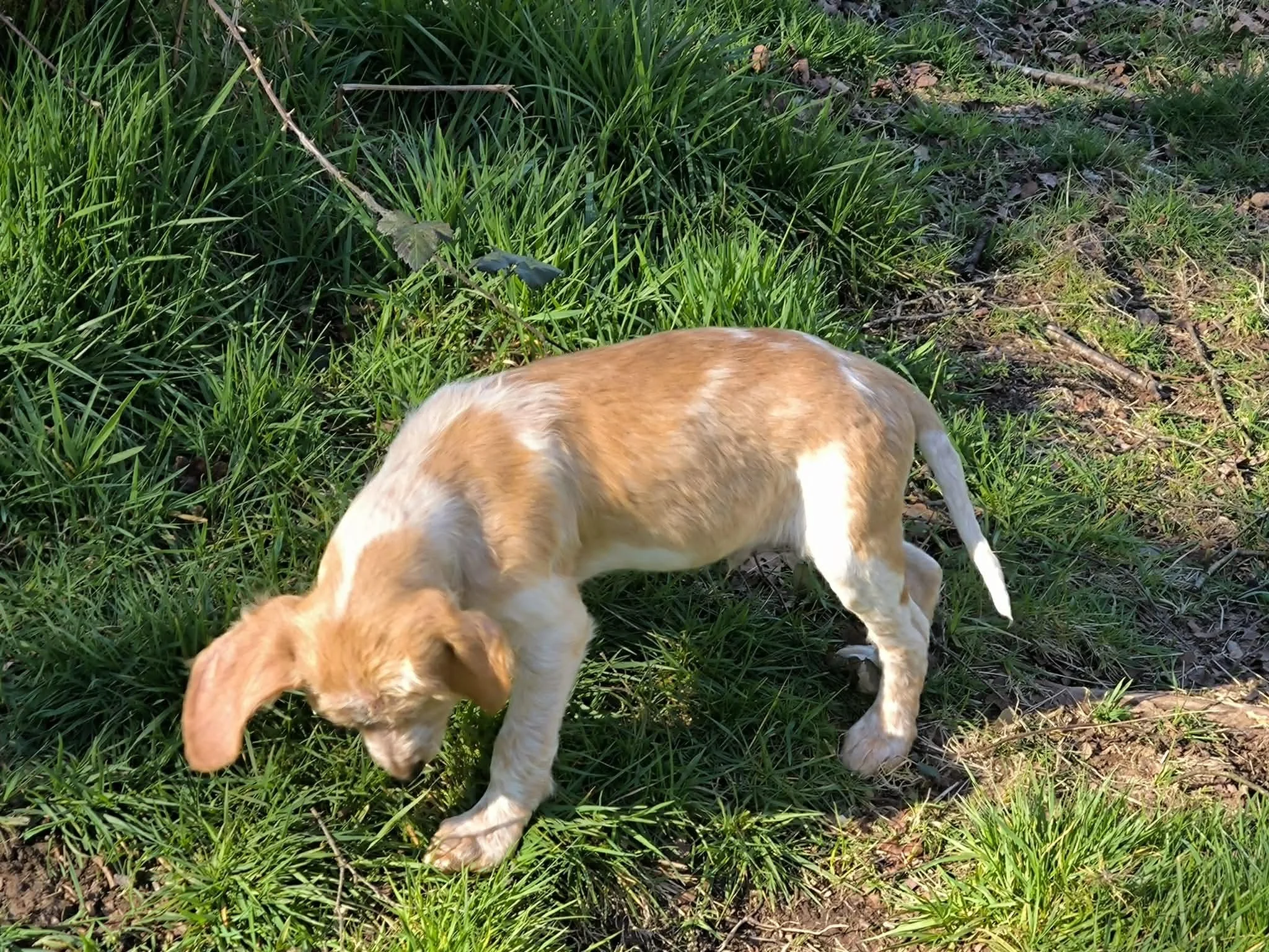 Cachorros disponibles para adopción-Adopta un cachorro-Adopte un perro Lugo-perros en adopcion Galicia-adoptar perro Galicia-Adopte un perro Lugo-perros en adopcion Lugo-Adoptar perro Lugo4.jpg