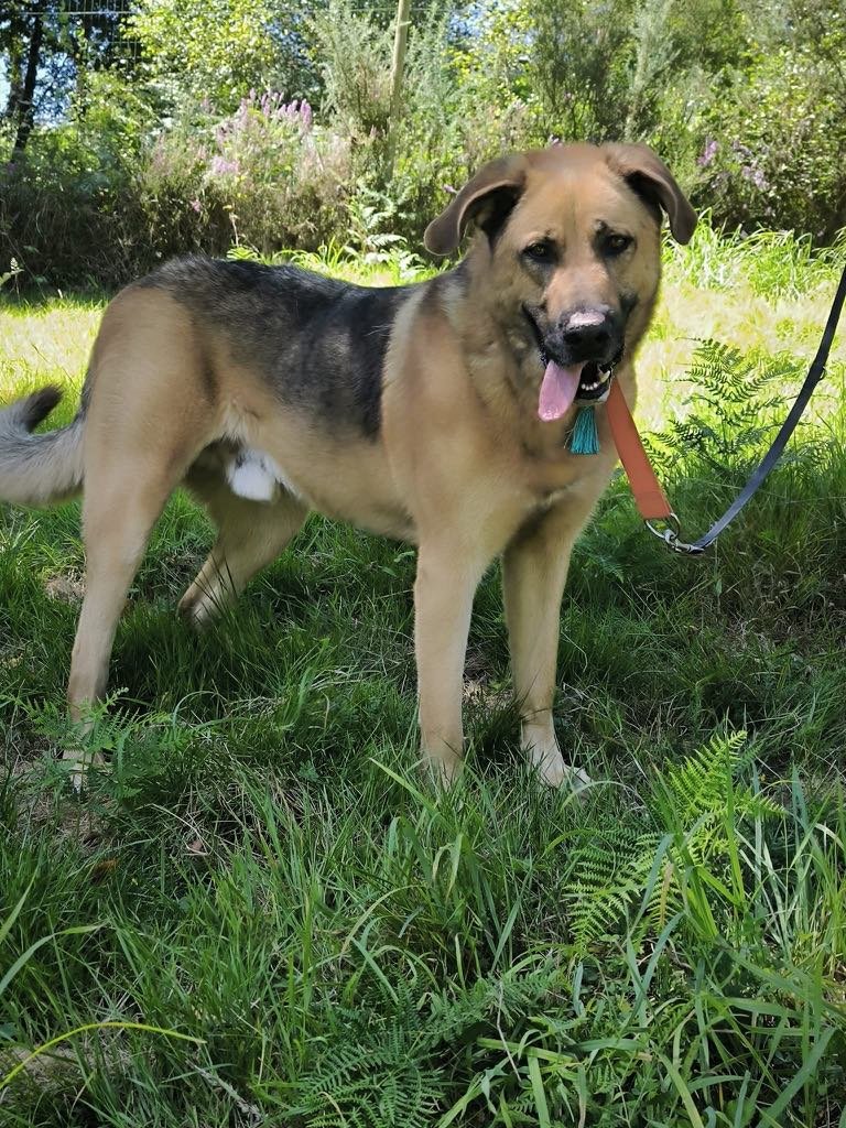 Aron-Adopta un mastín español-Adopta un perro de Lugo, Galicia: ayuda a los perros callejeros, perros en adopción, adopta un perro, Protectora de Xermade, Animals Help7.jpeg