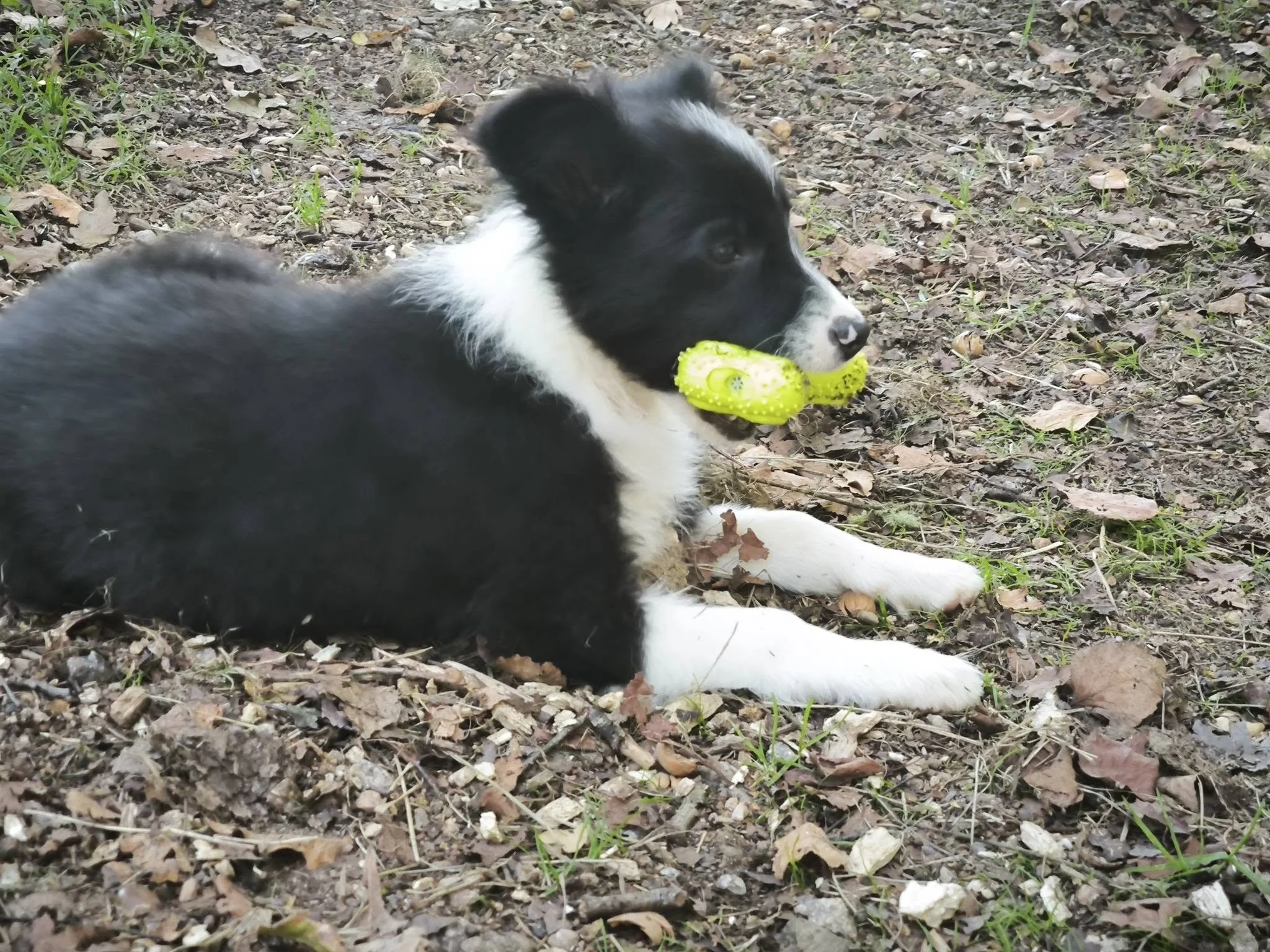 Cachorros de Border Collie en adopción en Lugo, Galicia: adopta un cachorro de un refugio del norte de España