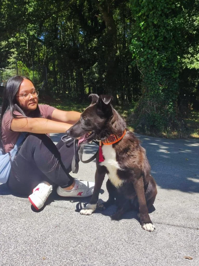 Foto de Daneris, un perro blanco y negro de 3 años disponible para adopción en Animals Help, Protectora de Xermade, en Lugo, Galicia. Adopta un perro, ayuda a que los perros se queden en España.