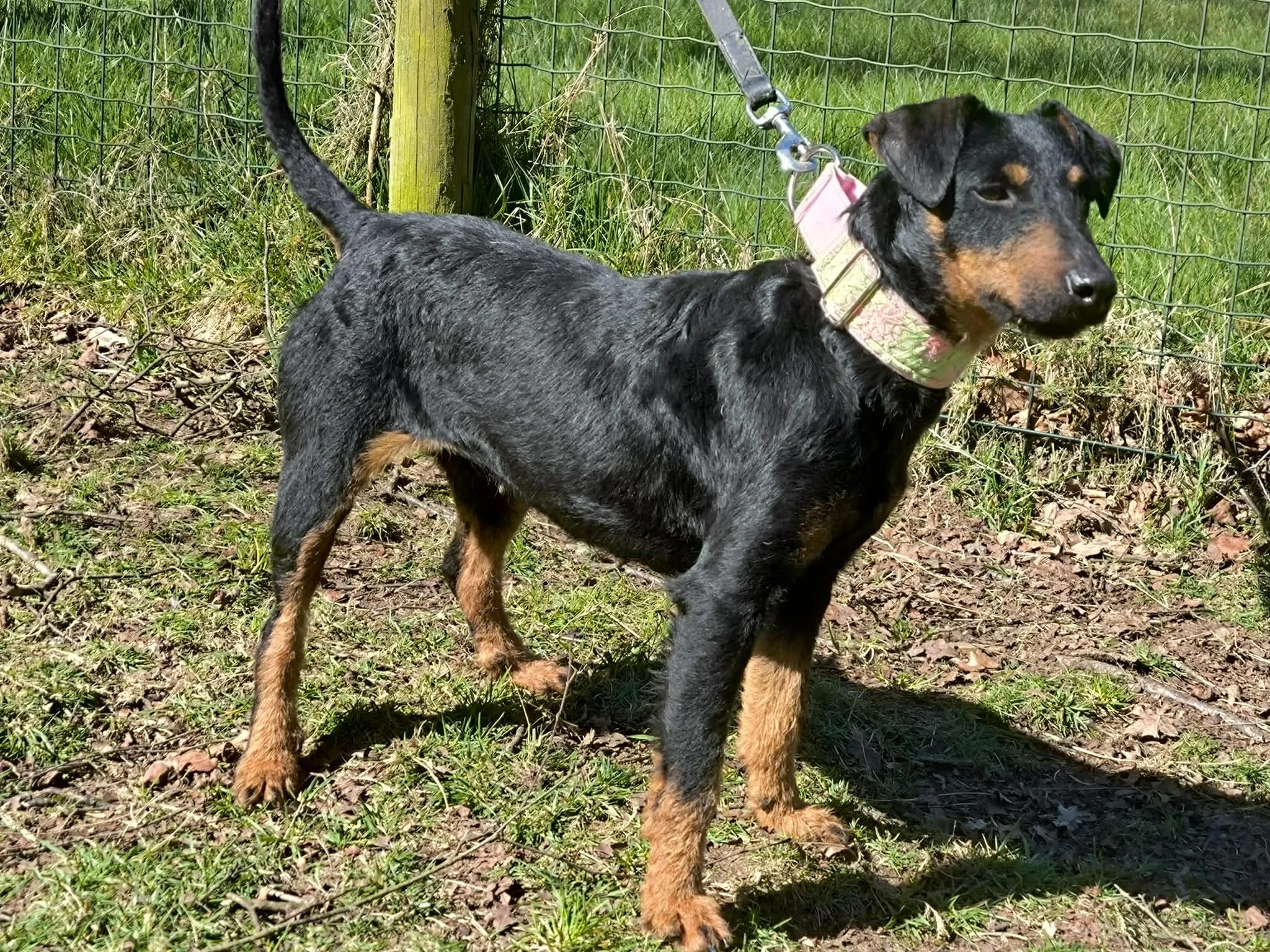 Adopte un perro Lugo-perros en adopcion Galicia-adoptar perro Galicia-Adopte un perro Lugo-perros en adopcion Lugo-Adoptar perro Lugo-Protectora en Xermade Lugo Galicia