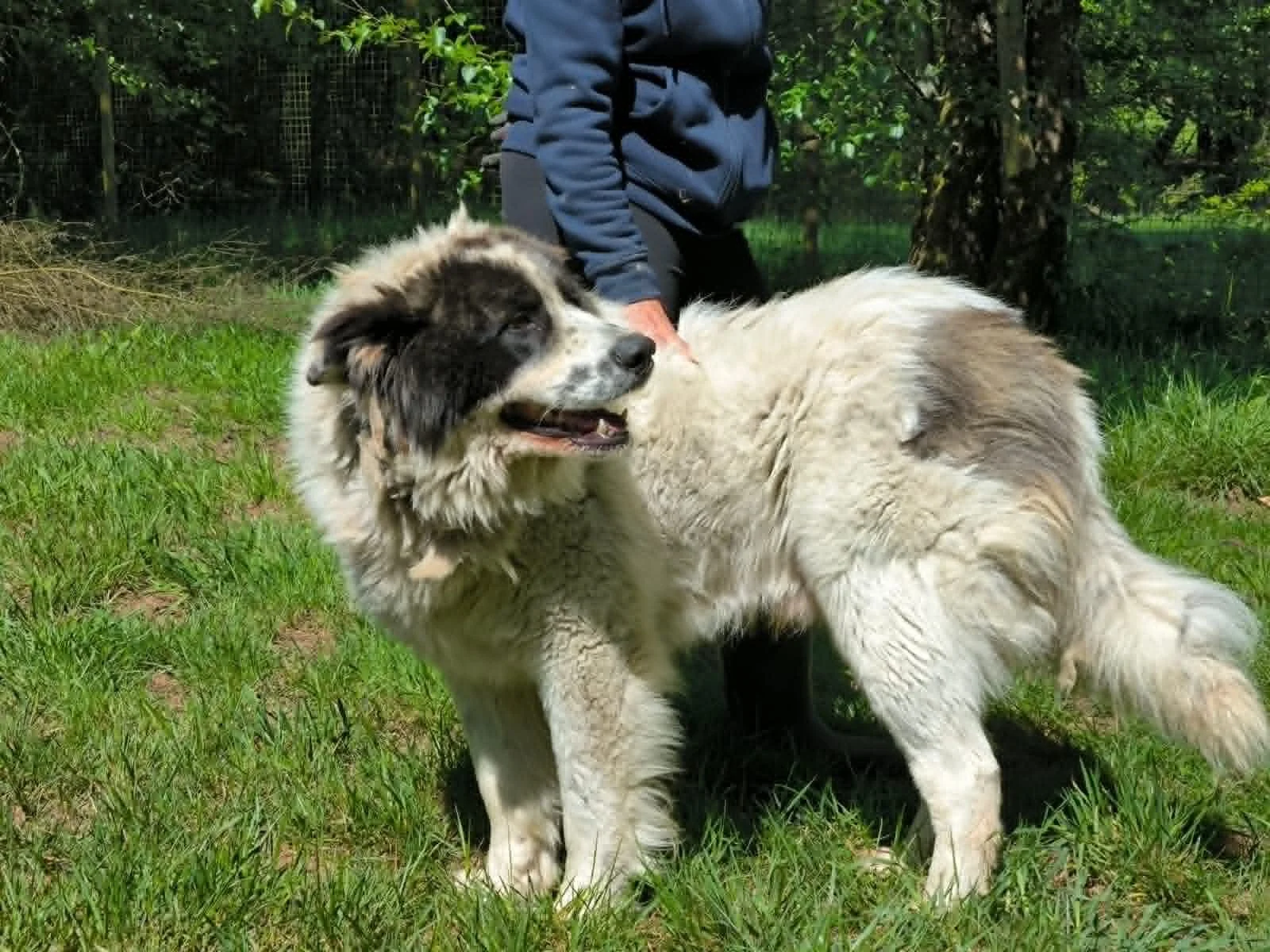 Salomon-perros en adopcion Lugo-adopte un perro lugo-Adoptar perro lugo-perros en adopcion Galicia-adoptar perro Galicia-Adopte un perro Lugo-Perros de refugio11.jpg
