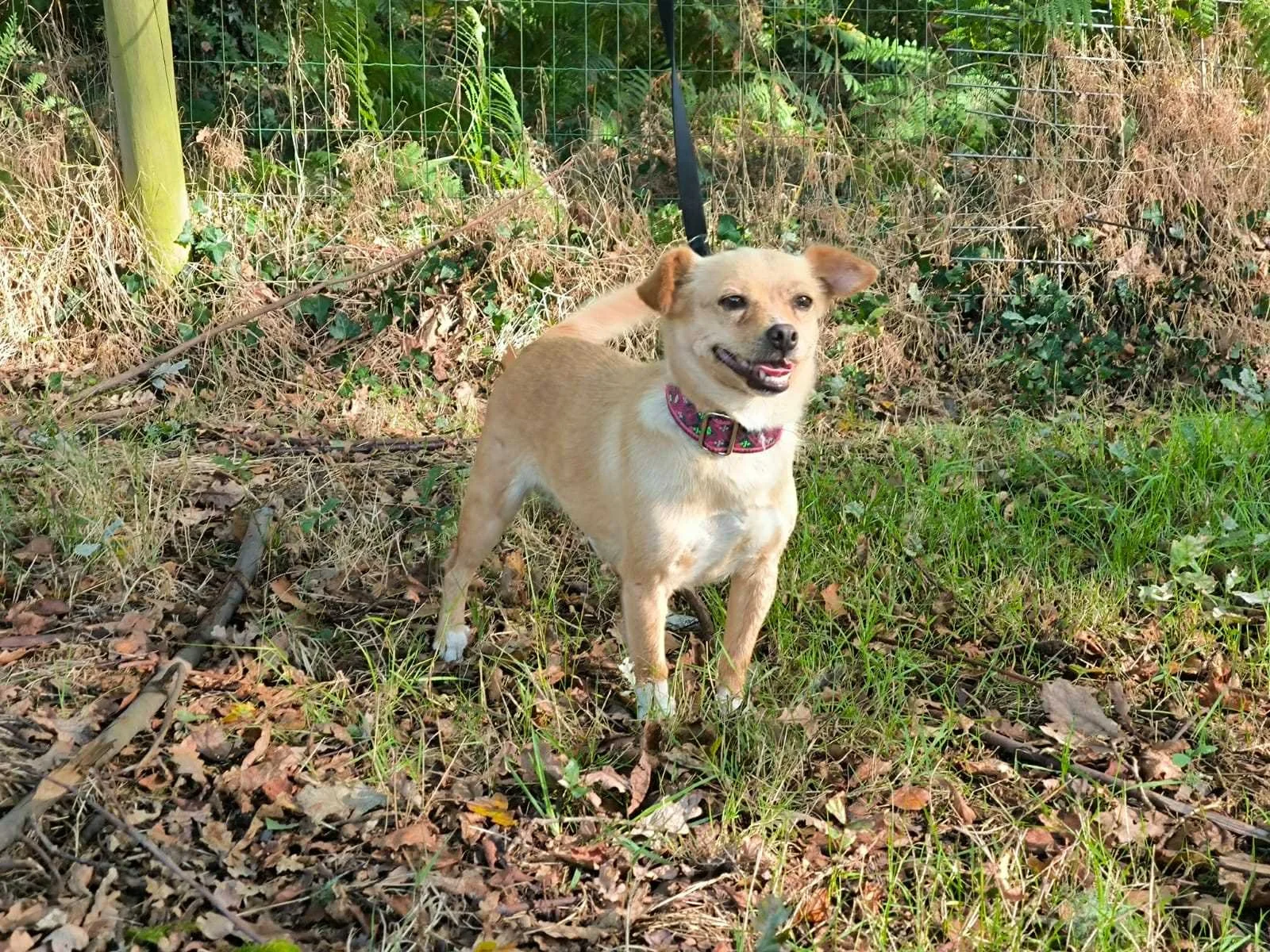 Foto de Chloe, una perrita disponible para adopción en el refugio de Xermade, Galicia, España. Adopte un perro Lugo, perros en adopción Galicia. Adoptar perro Lugo, Galicia, perros en adopción
