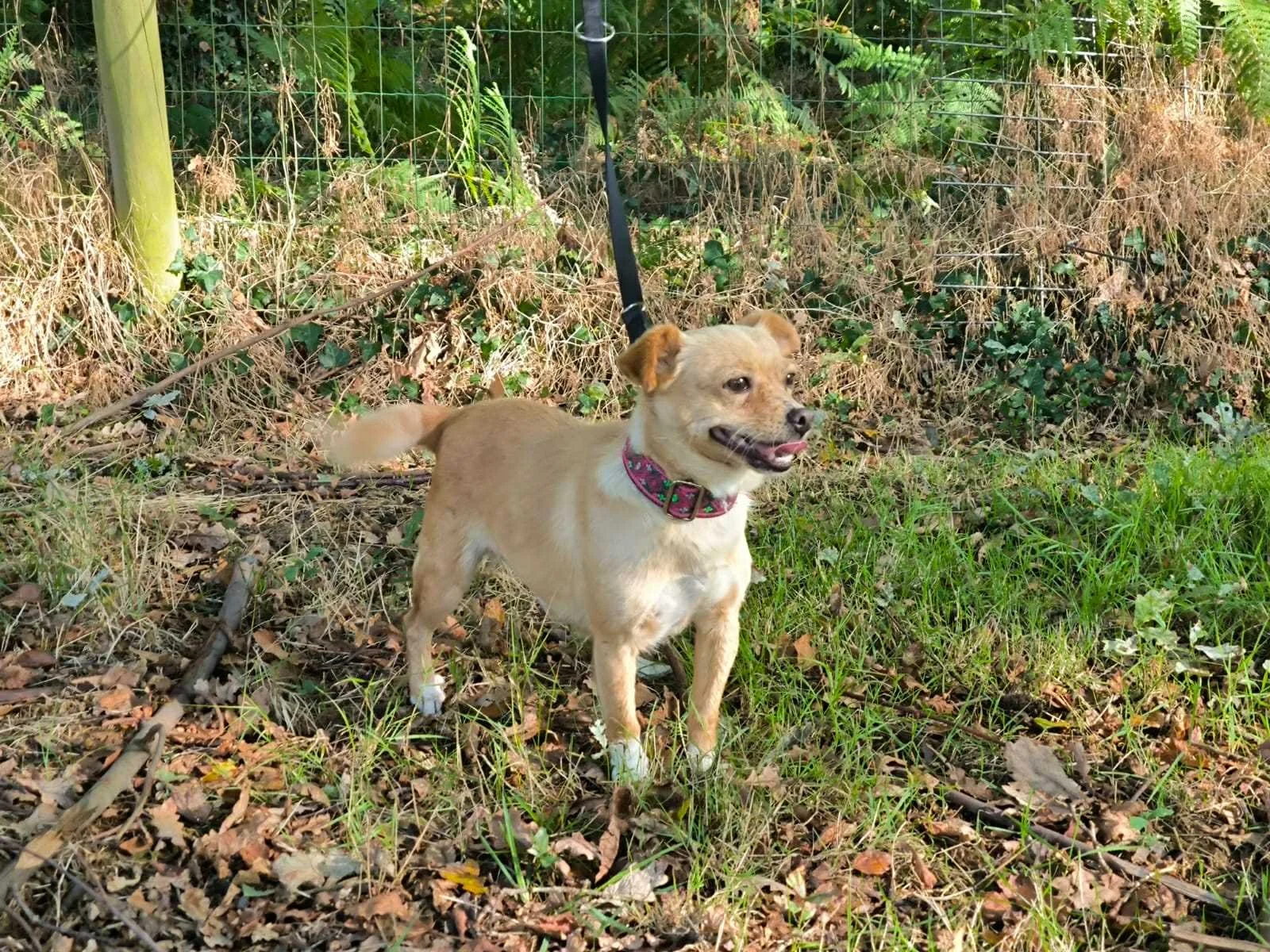 Foto de Chloe, una perrita disponible para adopción en el refugio de Xermade, Galicia, España. Adopte un perro Lugo, perros en adopción Galicia. Adoptar perro Lugo, Galicia, perros en adopción