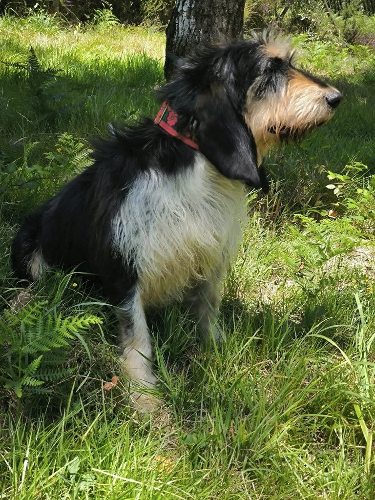 Foto de Rus, un perro grifón disponible para adopción en Animals Help, Protectora de Xermade, en Lugo, Galicia. Adopta un perro, ayuda a los perros abandonados.