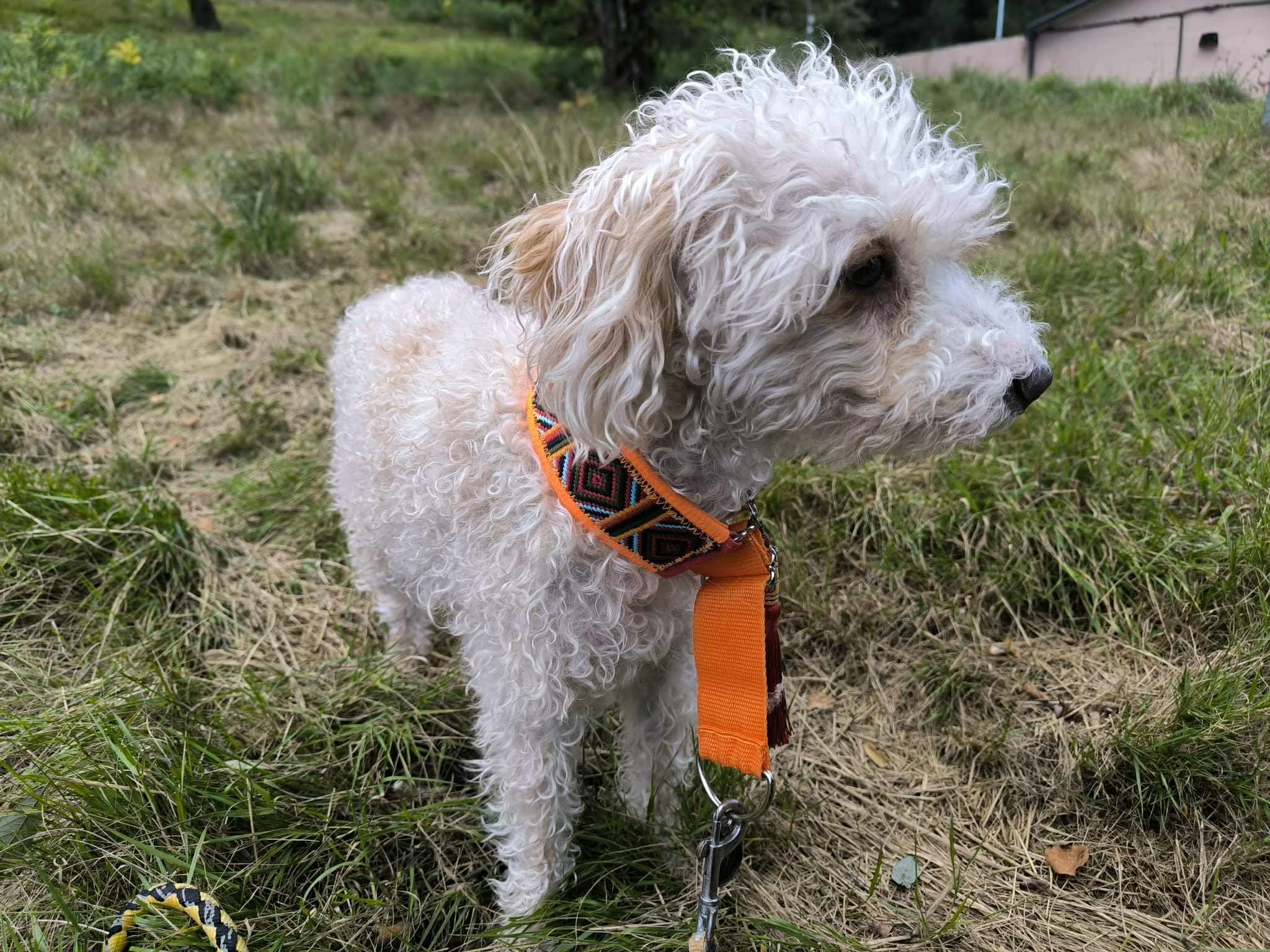 Goku-Adopta un perro mayor pequeño-Adopta un perro-Adopta un perro de Lugo, Galicia-Ayuda a los perros callejeros, perros en adopción, adopta un perro, Protectora de Xermade, Animals Help4.jpeg
