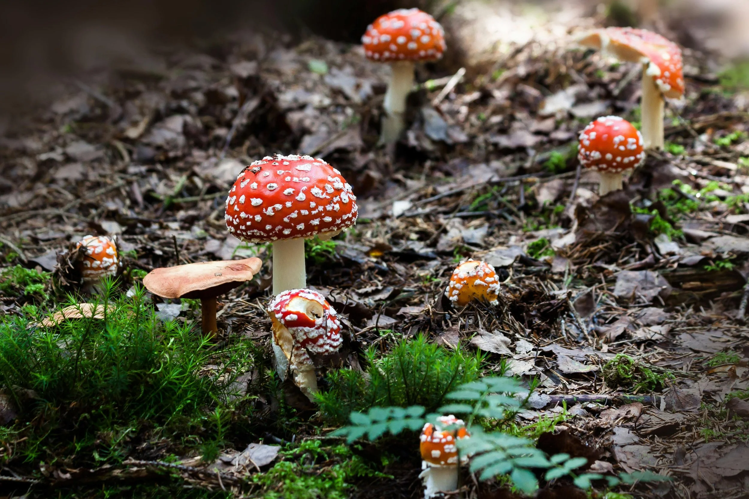 How to find Legal Psychedelic Therapy Near You