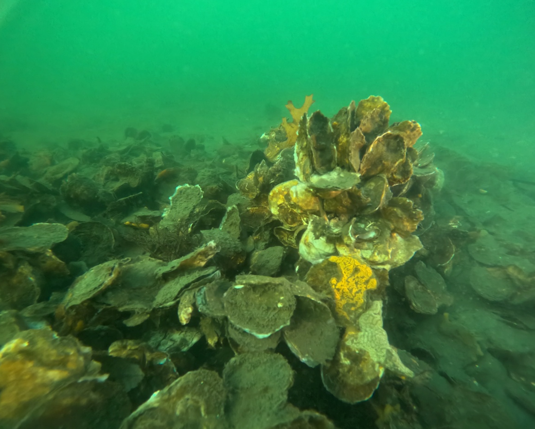 Screenshot 2025-12-05 224851.png